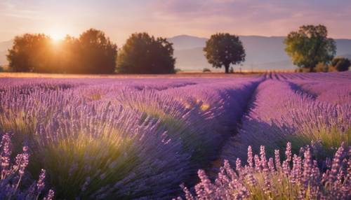 A lavender field bathed in the gentle light of a setting sun, creating a tranquil and serene scene.