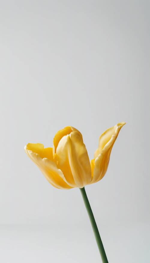 Un unico tulipano giallo su uno sfondo bianco minimalista