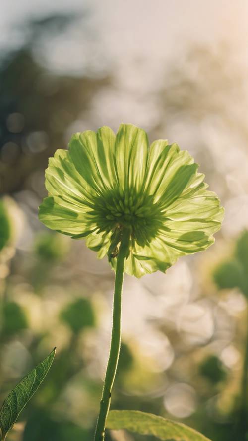 Energiczny zielony kwiat trzepoczący na wietrze późnego popołudnia.
