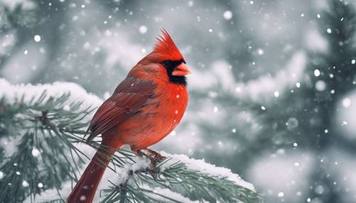 Um cardeal vermelho sentado em um galho de pinheiro nevado em uma manhã calma de inverno.