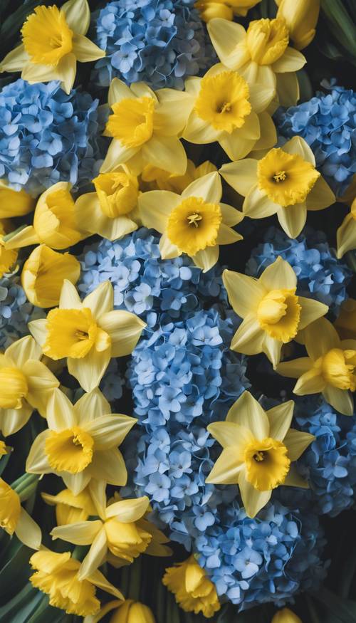 从上方俯瞰一束黄色的水仙花和蓝色的绣球花。