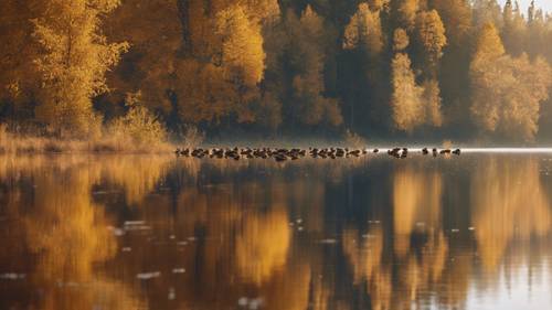 A fall forest reflecting on a crystal clear lake with a family of ducks calmly crossing.