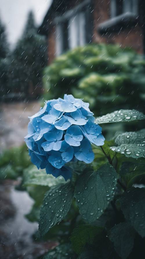 A lone blue hydrangea flower standing resiliently in a rainy garden.