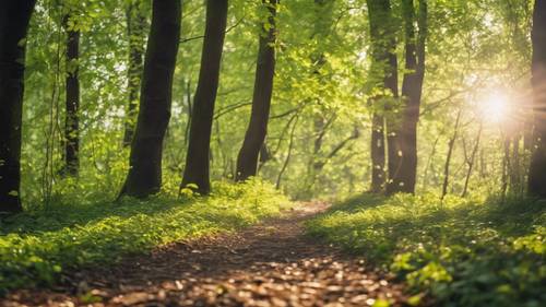 Ścieżka przez bujny las ze światłem słonecznym przebijającym się przez wiosenne liście.