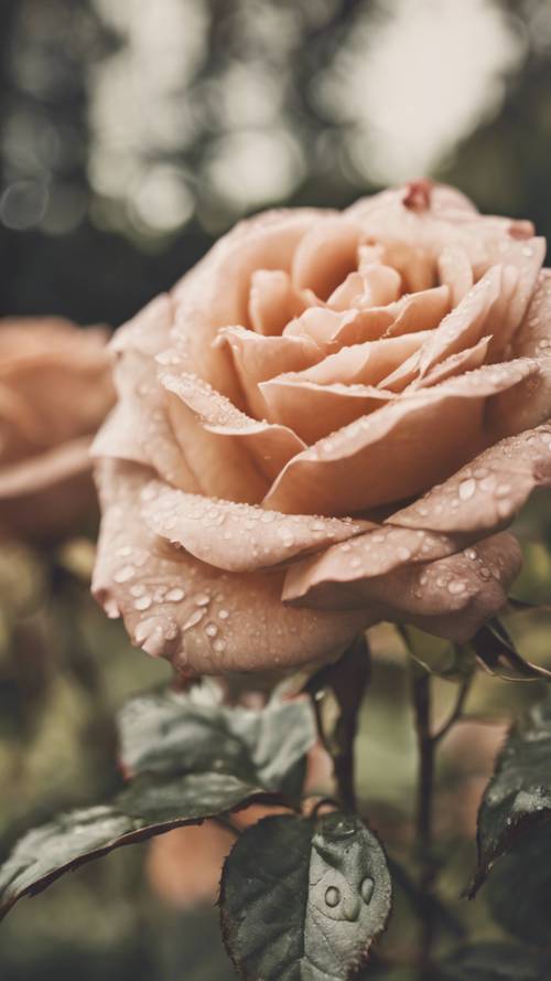 A close-up image of a vintage rose in full bloom, with faded antique hues.
