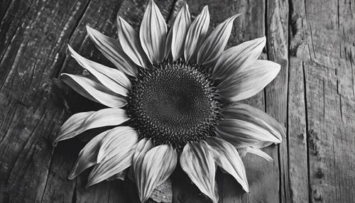 Luftaufnahme einer schwarz-weißen Sonnenblume, die auf einem rustikalen Holztisch liegt.