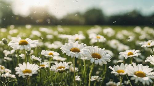 Uma citação branca formada por uma corrente de margaridas em um campo verde.