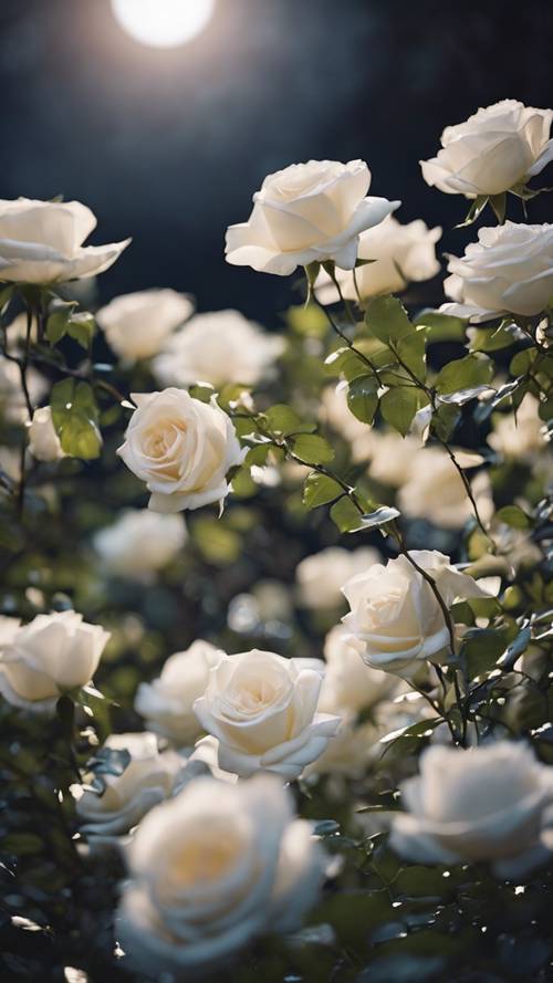 Taman yang dipenuhi bunga mawar putih memantulkan cahaya bulan yang lembut.