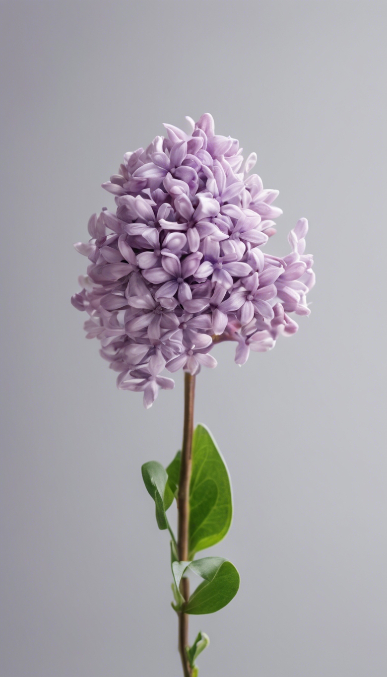 A single lilac flower isolated on a white background. کاغذ دیواری[6b5a0d96c2b3448b9a89]