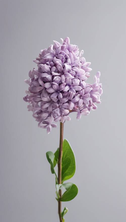 Uma única flor lilás isolada em um fundo branco.