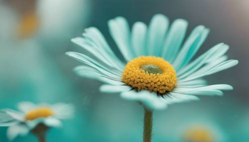 A charming turquoise daisy delicately blossoming against a blurred background. Tapet [3c2825262cff480595d2]