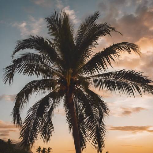 Hawaii&#39;deki muhteşem gün batımının arka planında, ılık bir esintiyle hafifçe sallanan uzun bir palmiye ağacı.