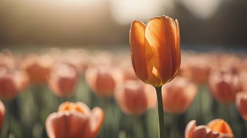 Pomarańczowy tulipan otwierający płatki, aby wygrzewać się w ciepłym porannym słońcu.