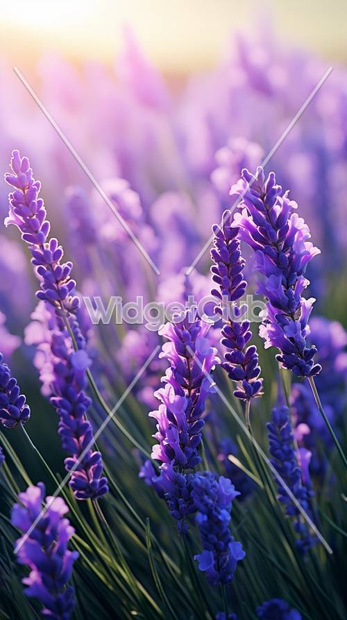 Purple Lavender Wallpaper [fe279d058a074461b065]