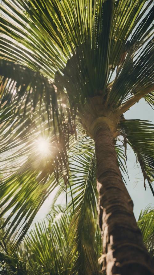 Yelpaze palmiye ağaçlarından oluşan yoğun bir ormanın içinden bir manzara, yaprakların arasından güneş ışığı sızıyor.