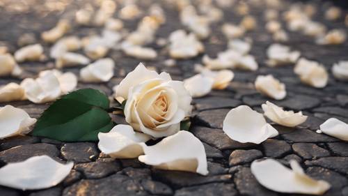 Rozrzucone opadłe płatki białych róż wzdłuż brukowanej ścieżki.