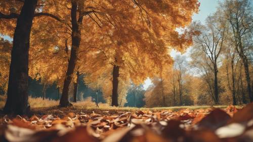 A panoramic view of a colorful Autumn scene with leaves turning in early September. Behang [8662db5ce13242f1800d]