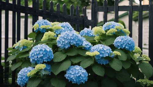 Blue hydrangeas growing against a black picket fence.