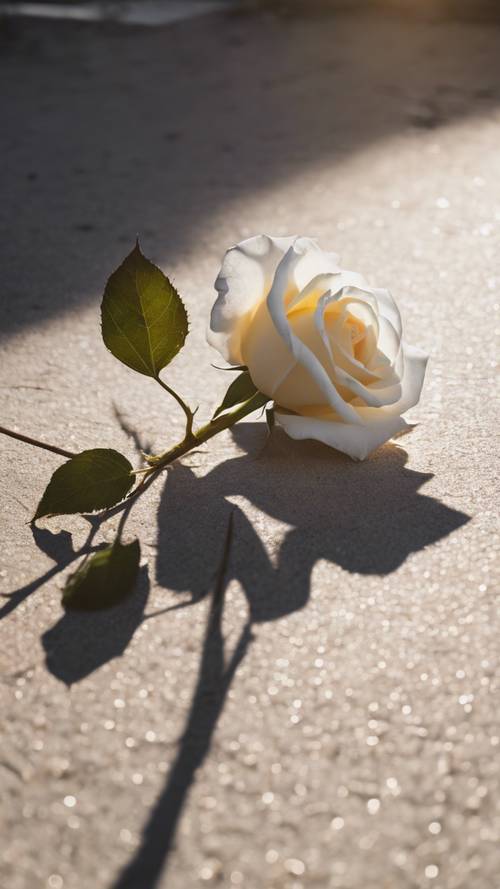 Una rosa bianca caduta che proietta lunghe ombre nel duro sole di mezzogiorno.