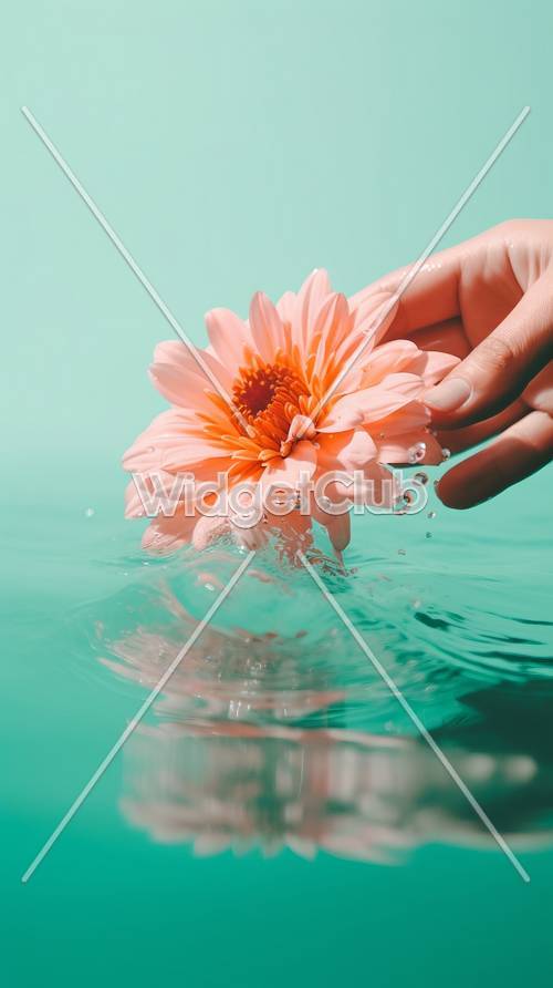 Beautiful Flower Floating on Water