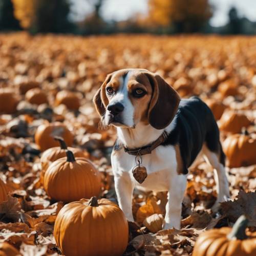 A beagle buffing around autumn leaves in a picturesque pumpkin patch.