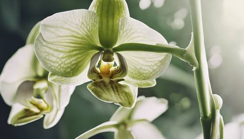 Vintage botanical illustration of a lush, green and white orchid.