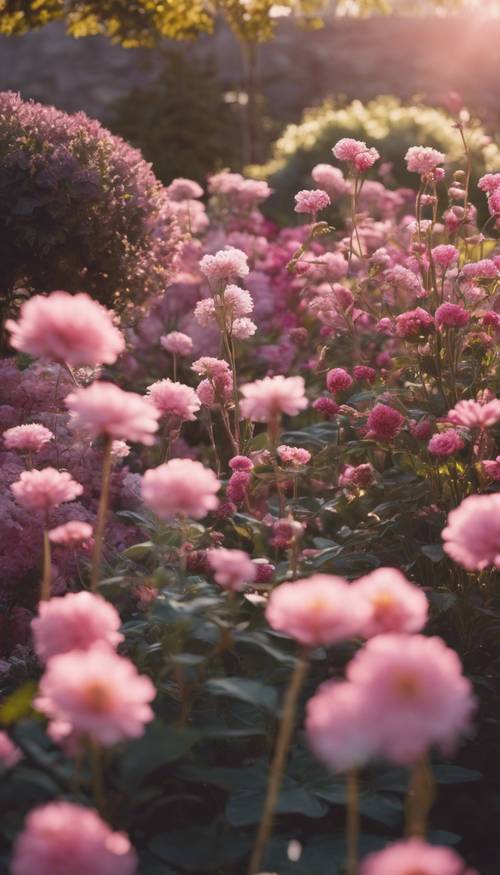 Sebuah taman yang bermekaran penuh dengan berbagai nuansa bunga berwarna merah muda di bawah lembutnya sinar matahari pagi.