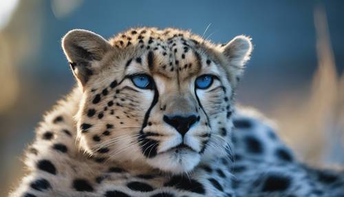 A close up of a blue cheetah print, the spots intricate and radiant. Tapet [f45125a3073640e99456]