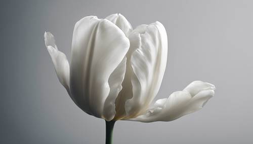 A closer look at a white tulip in bloom, against a dark minimalistic background.