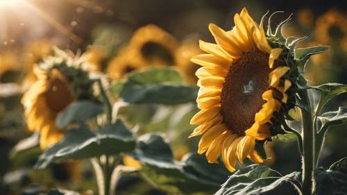 Eine Sonnenblume wendet sich der Sonne zu, wobei im Blütenstaub die Aufschrift „Ich suche in allen Situationen nach Licht“ zu erkennen ist. Hintergrund [19a2bacd16374f3dae41]