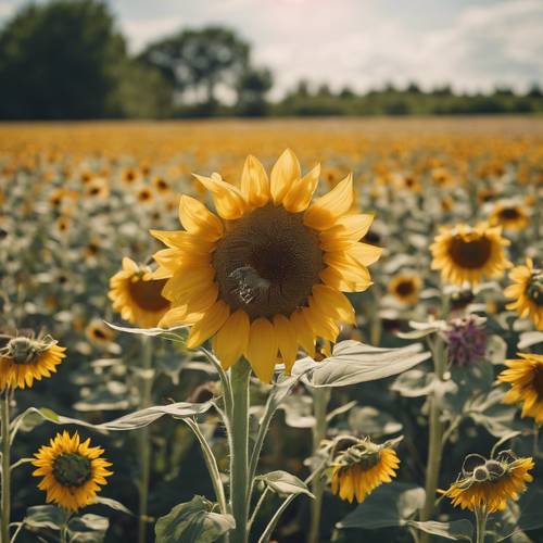 A sunflower in a meadow, surrounded by a variety of other wildflowers. Tapet [57bb0b7960584926a48a]