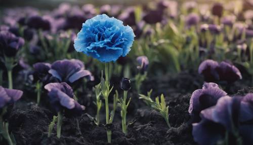 Um cravo azul aninhado num campo de amores-perfeitos pretos.