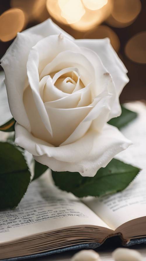 A serene white rose perched on an open hardcover book.