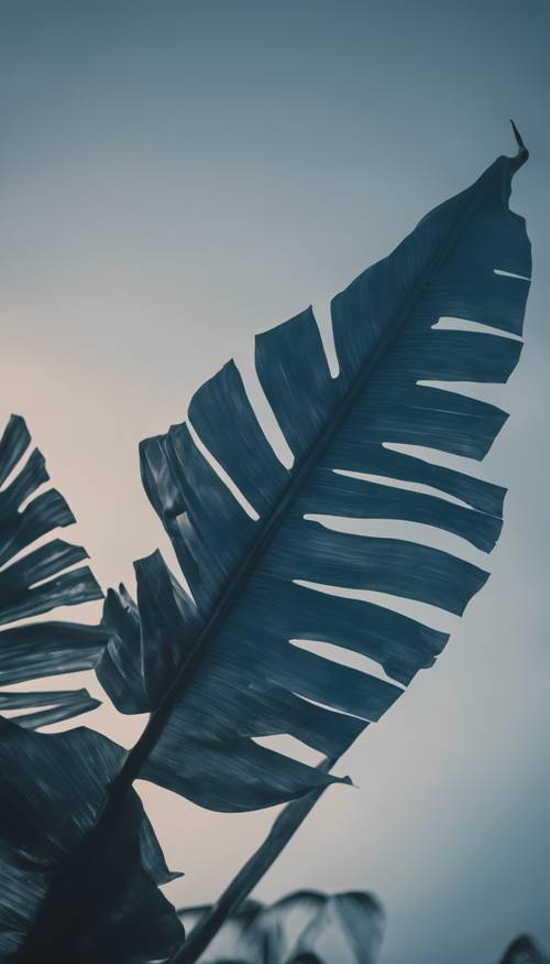 A blue tinted banana leaf gently swaying in the evening breeze.