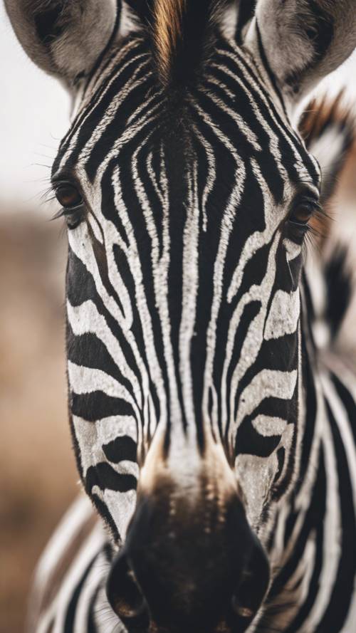 Gambar zebra dari jarak dekat, memperlihatkan bulu matanya yang panjang dan berkibar serta matanya yang lembut.