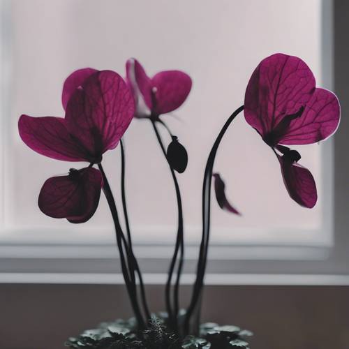 Một cây hoa anh thảo màu đen cực kỳ quyến rũ được trang trí trang nhã trong phong cách trang trí nhà tối giản mờ ảo.