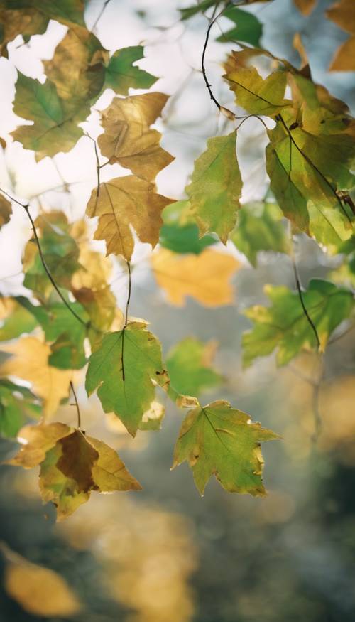Hojas verdes y doradas soplando con un viento suave en un brillante y fresco día de otoño.