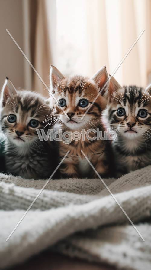 Trois chatons mignons parfaits pour l&#39;arrière-plan de votre écran
