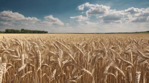 Una vista panoramica di vasti campi di grano ondulati sotto un cielo azzurro e limpido.