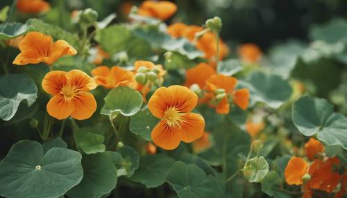 Une plante de capucine aux superbes fleurs orange poussant de manière sauvage dans un jardin luxuriant.