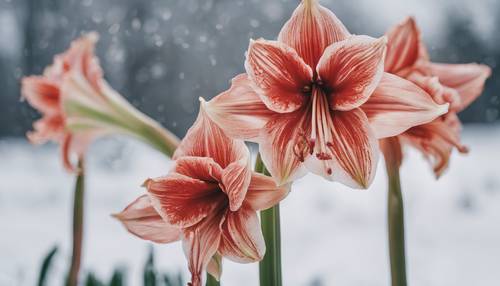 Minimalist bir kış manzarası eşliğinde, tam çiçek açmış göz kamaştırıcı Amaryllis çiçekleri.