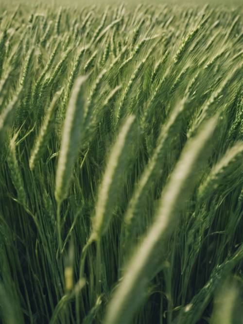 Uma foto em ângulo aberto de um campo infinito de trigo verde balançando suavemente ao vento.