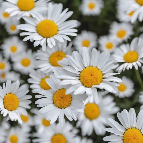A close-up of a daisy, with its pure white petals and brilliant yellow core. کاغذ دیواری [eee1dde4499747d59caf]