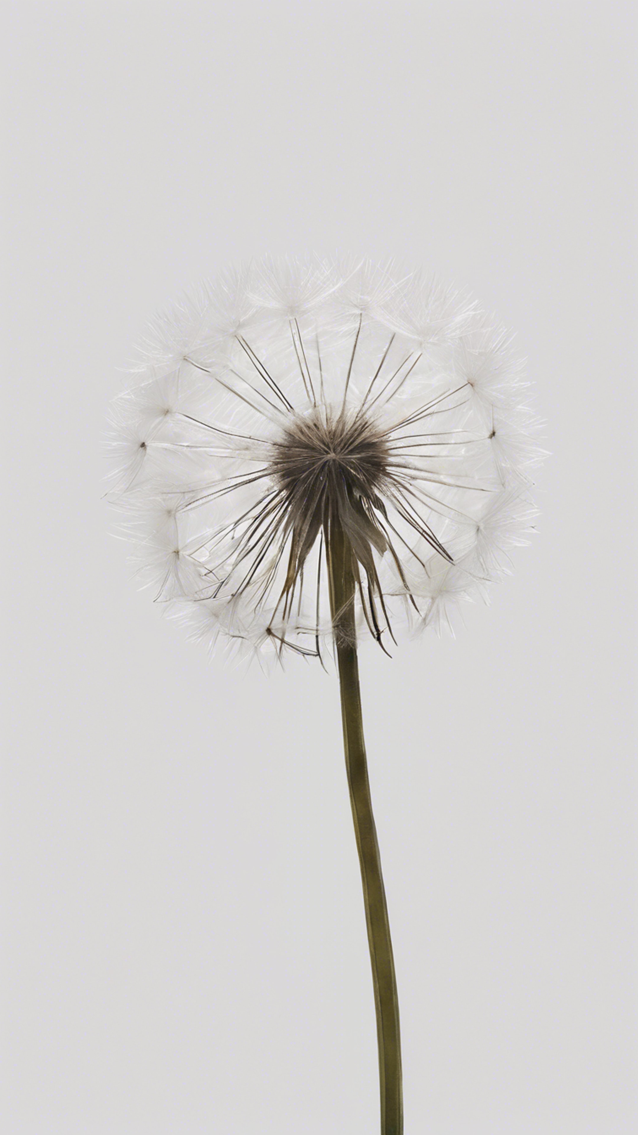 A minimalist painting of a single dandelion against a stark white background.壁紙[1a7d3f5abf0146ff8890]