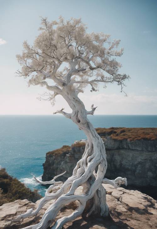Un arbre blanc noueux au bord d’une falaise, surplombant l’océan bleu serein.