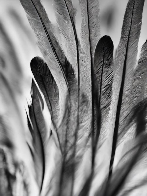 A majestic black and white feather magnified to see the individual barbules.