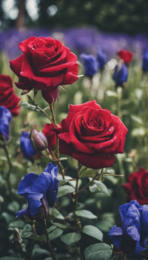 Red roses and blue irises blooming together in a quaint English garden".