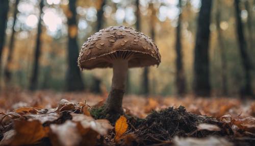 一朵孤独的深色蘑菇从倒下的秋叶覆盖的树的根部冒出来。