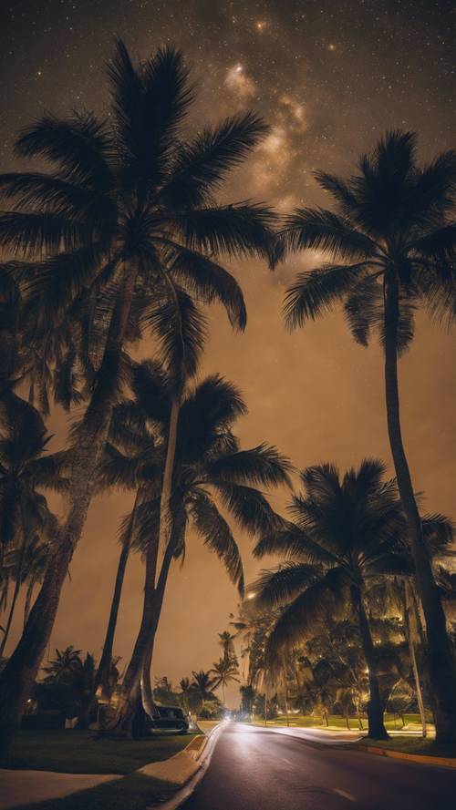 ليلة مقمرة هادئة في أحد شوارع ميامي الهادئة، مع ظلال أشجار النخيل على السماء المرصعة بالنجوم.
