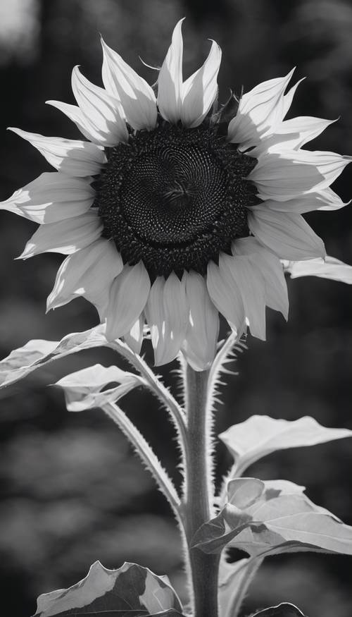 Bunga matahari hitam putih yang agak layu namun tetap megah, dengan bayangan gelap menambah kesan melankolis.”